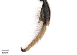   Megachile sidalceae nbsp;male middle tibia, photo: Joshua Hengel 
