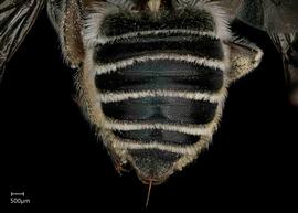   Megachile lippiae  female abdomen, photo: Jeni Sidwell 
