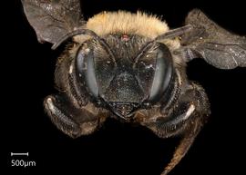   Anthidium emarginatum nbsp;female face, photo: Tevan Brady 
