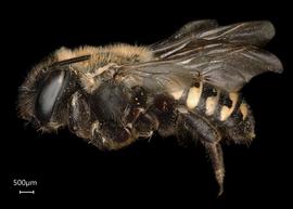   Anthidium emarginatumnbsp; female lateral habitus, photo: Tevan Brady 
