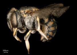   Anthidium cochimi nbsp;female lateral habitus, photo: Tevan Brady 
