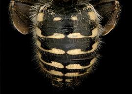   Anthidium emarginatum  male abdomen, photo: Tevan Brady 
