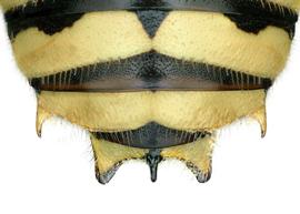   Anthidium sonorense  male, dorsal view of seventh tergum (T7), photo: Chelsey Ritner 
