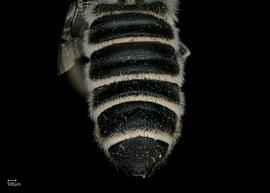   Megachile inimica  female abdomen, photo: Jeni Sidwell 
