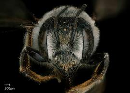   Megachile inimica  female face, photo: Jeni Sidwell 
