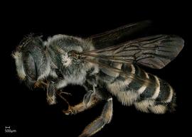   Megachile inimica  female lateral habitus, photo: Jeni Sidwell 
