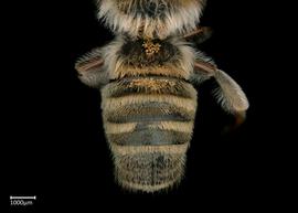   Megachile discolor  male abdomen, photo: Brooke Bagot 
