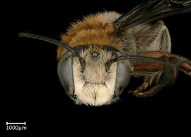   Megachile discolor  male face, photo: Brooke Bagot 

