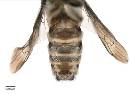   Megachilenbsp;discolor nbsp;male sterna, photo: Colleen Meidt 
