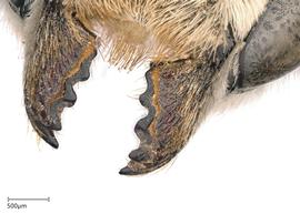   Megachilenbsp;discolor nbsp;female mandibles, photo: Joshua Hengel 
