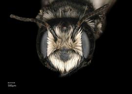   Maximegachile nbsp; maxillosanbsp; female face, photo: Chelsey Ritner 
