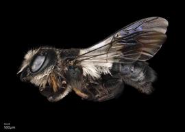   Maximegachile  nbsp;maxillosanbsp; female lateral habitus, photo: Chelsey Ritner 
