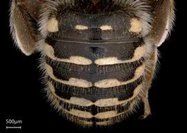   Anthidium atrifrons nbsp;male abdomen, photo: Tevan Brady 
