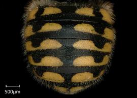   Anthidium palmarum nbsp;female abdomen, photo: Jeni Sidwell 
