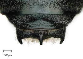   Anthidium chamelense nbsp;male, dorsal view of seventh tergum (T7), photo: Chelsey Ritner 
