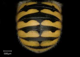   Anthidium paroselae nbsp;female abdomen, photo: Jeni Sidwell 
