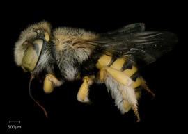   Anthidium paroselae nbsp;female lateral habitus, photo: Jeni Sidwell 
