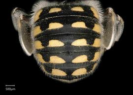  Anthidium cochimi nbsp;female abdomen, photo: Tevan Brady 
