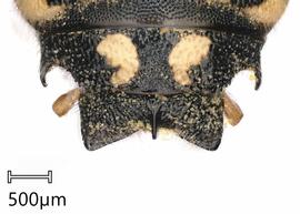   Anthidium cochimi nbsp;male, dorsal view of seventh tergum (T7), photo: Tevan Brady 
