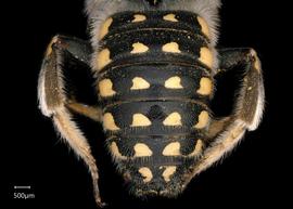   Anthidium cochimi nbsp;male abdomen, photo: Tevan Brady 
