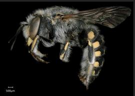   Anthidium cochimi nbsp;male lateral habitus, photo: Tevan Brady 
