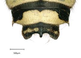   Anthidium platyfrons  male, dorsal view of seventh tergum (T7), photo: Chelsey Ritner 
