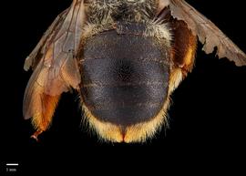  Xylocopa rufipesnbsp;female abdomen, photo: Brooke Bagot 
