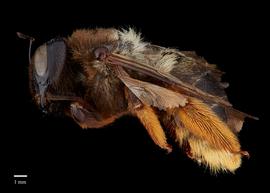  Xylocopa rufipesnbsp;female lateral, photo: Brooke Bagot 
