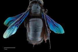  Xylocopa auripennisnbsp;female abdomen, photo: Brooke Bagot 
