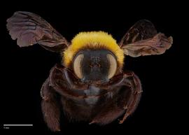  Xylocopa appendiculata female face, photo: Brooke Bagot 
