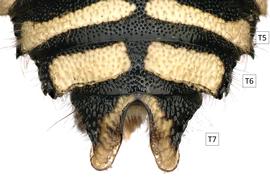  Pseudoanthidium meximium  male T7 at least half as wide as T6, photo: C. Ritner 
