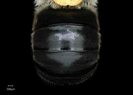   Anthidium chamelense nbsp;male abdomen, photo: Chelsey Ritner 
