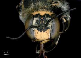   Anthidium chamelense nbsp;male face, photo: Chelsey Ritner 
