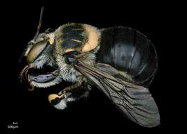   Anthidium chamelense nbsp;male lateral habitus, photo: Chelsey Ritner
