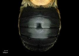   Anthidium chamelense nbsp;female abdomen, photo: Chelsey Ritner 
