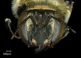   Anthidium chamelense nbsp;female face, photo: Chelsey Ritner 
