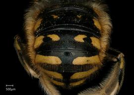  Fig 7,nbsp; Anthidium manicatum nbsp;male abdomen, photo: Jeni Sidwell 
