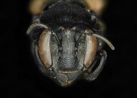   Duckeanthidium  sp. female face, photo: C. Ritner 
