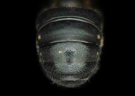   Duckeanthidium sp.  female abdomen, photo: C. Ritner 
