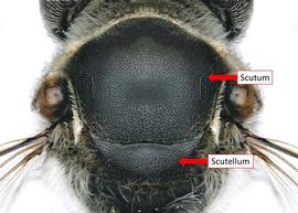   Megachile  sp. female dorsal view of thorax, photo: C. Ritner 
