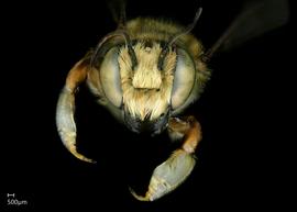   Megachile albitarsus  male face, photo: Jeni Sidwell 
