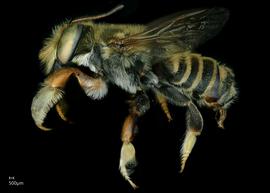   Megachile albitarsus  male lateral habitus, photo: Jeni Sidwell 
