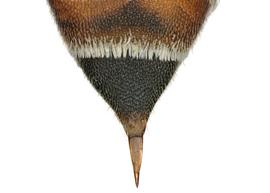   Paradioxys pannonica  female T6 hairless and 2-3 times as long as broad, photo: C. Ritner 
