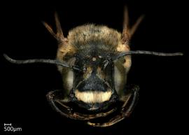   Callomegachile sculpuralis  male face, photo: Shaun Heller 
