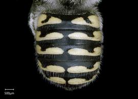   Anthidium schwarzi nbsp;female abdomen, photo: Chelsey Ritner 
