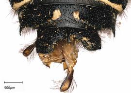   Anthidium emarginatumnbsp; male face, dorsal view of seventh tergum (T7), photo: Tevan Brady 
