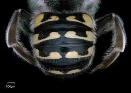   Anthidium schwarzi nbsp;male abdomen, photo: Chelsey Ritner 
