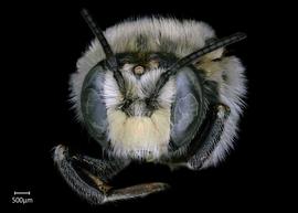   Anthidium schwarzi nbsp;male face, photo: Chelsey Ritner 
