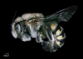   Anthidium schwarzi nbsp;male lateral habitus, photo: Chelsey Ritner 
