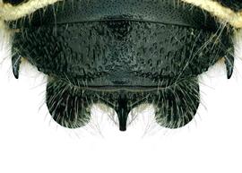   Anthidium schwarzi  male, dorsal view of seventh tergum (T7), photo: Chelsey Ritner 
